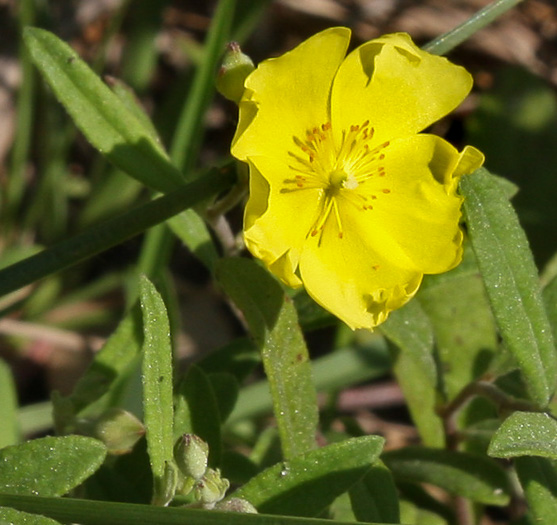 Crocanthemum georgianum, Georgia Sunrose, Georgia Frostweed