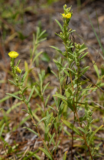 image of Crocanthemum rosmarinifolium, Rosemary Sunrose, Rosemary Frostweed