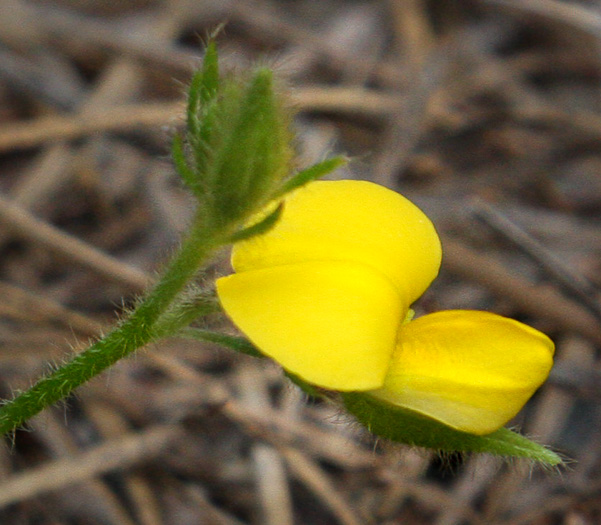 Crotalaria rotundifolia, Low Rattlebox, Rabbitbells