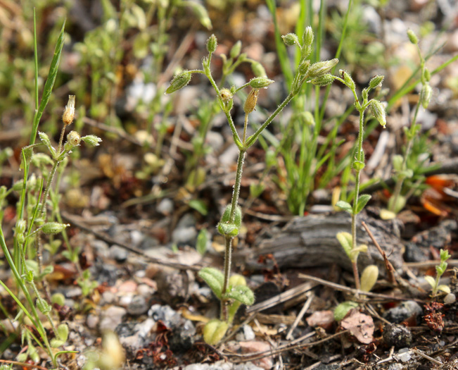 image of Cerastium semidecandrum, Little Mouse-ear Chickweed, Fivestamen Chickweed