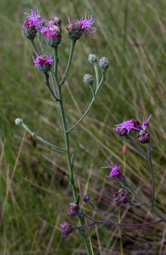 image of Carphephorus tomentosus, Sticky Chaffhead, Woolly Chaffhead, Carolina Chaffhead