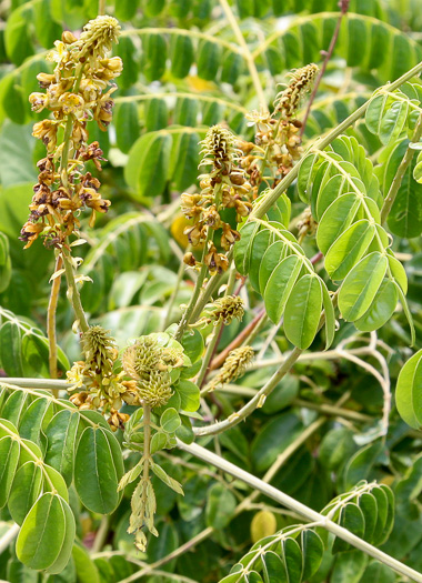 Guilandina bonduc, Gray Nicker, Holdback