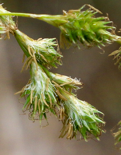 image of Carex tenera, Slender Sedge, Quill Sedge