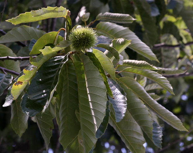 image of Castanea sativa, Spanish Chestnut, European Chestnut