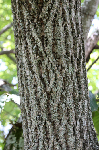 image of Castanea sativa, Spanish Chestnut, European Chestnut