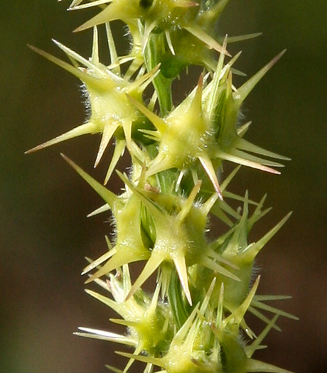 image of Cenchrus longispinus, Northern Sandspur, Common Sandspur, Longbristle Sandbur