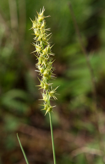 Cenchrus longispinus, Northern Sandspur, Common Sandspur, Longbristle Sandbur