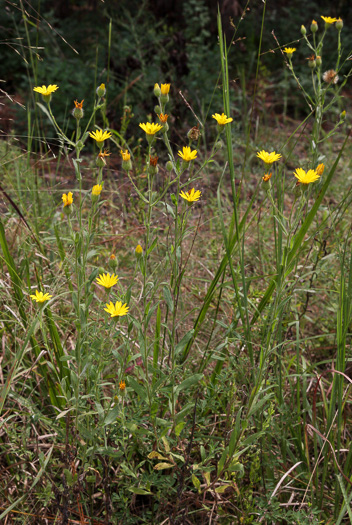 Bradburia pilosa, Soft Goldenaster, Hairy Goldenaster