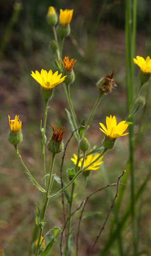 image of Bradburia pilosa, Soft Goldenaster, Hairy Goldenaster