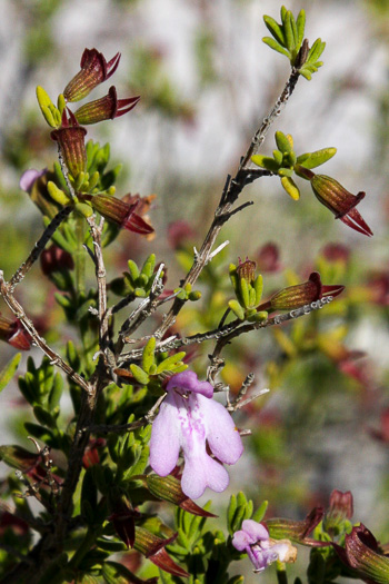 Clinopodium ashei, Ashe's Savory, Ashe's Calamint, Ohoopee Dunes Wild Basil