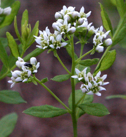 Comandra umbellata var. umbellata, Eastern Bastard-toadflax, Eastern Comandra, Star-toadflax