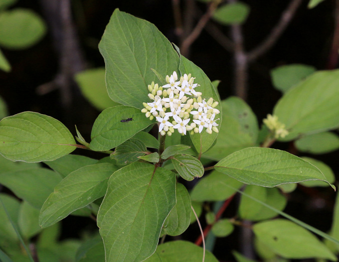 Swida sericea, Red Osier Dogwood, Bailey's Dogwood