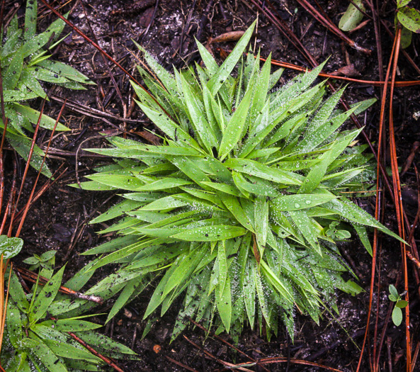 image of Dichanthelium strigosum var. leucoblepharis, Dwarf Witchgrass