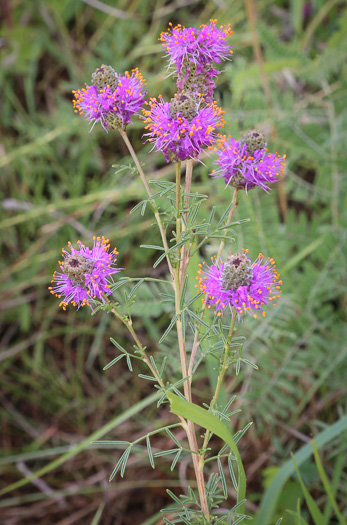 image of Dalea purpurea, Purple Prairie-clover