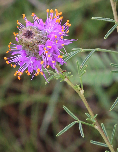 Dalea purpurea, Purple Prairie-clover