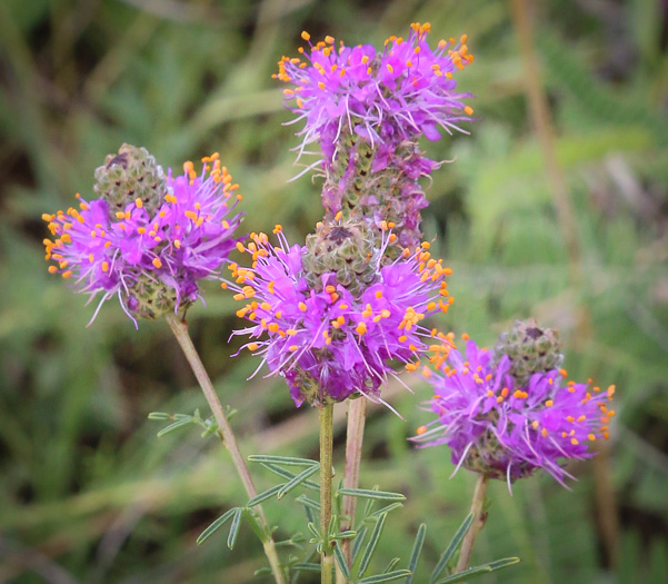 image of Dalea purpurea, Purple Prairie-clover