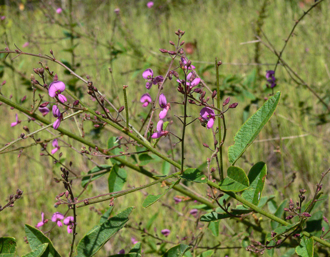 Desmodium obtusum, Stiff Tick-trefoil