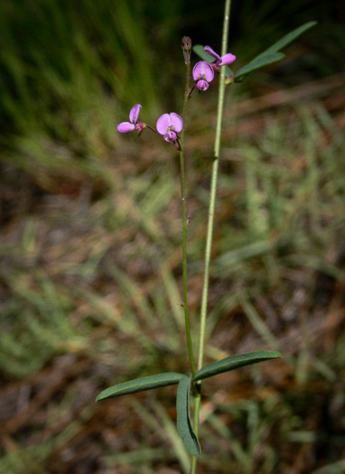 image of Desmodium strictum, Pinebarren Tick-trefoil, Pineland Tick-trefoil, Upland Slender Tick-trefoil