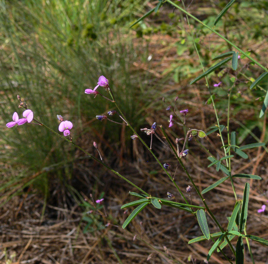 image of Desmodium strictum, Pinebarren Tick-trefoil, Pineland Tick-trefoil, Upland Slender Tick-trefoil