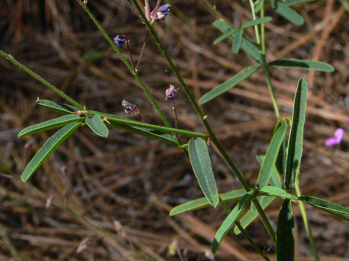 image of Desmodium strictum, Pinebarren Tick-trefoil, Pineland Tick-trefoil, Upland Slender Tick-trefoil