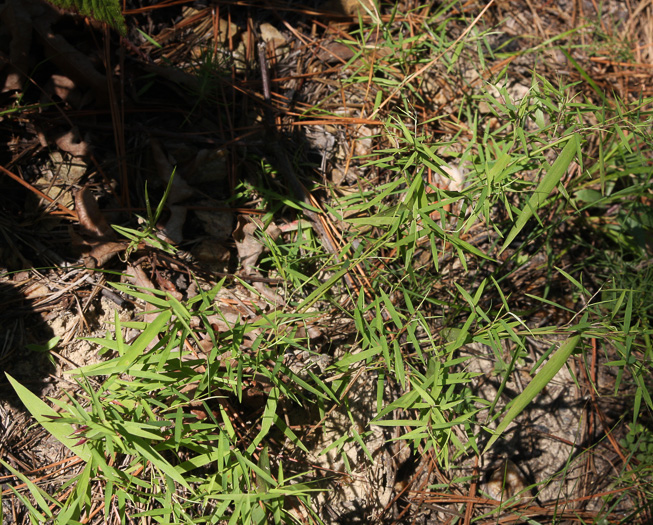 image of Dichanthelium annulum, Ringed Witchgrass