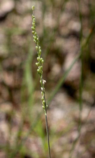 image of Dichanthelium neuranthum, Nerved Witchgrass