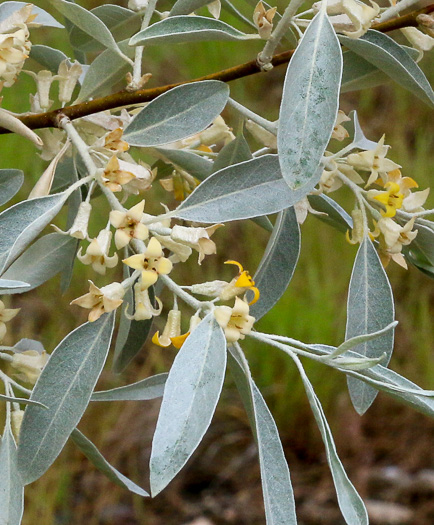 Elaeagnus angustifolia, Russian Olive, Oleaster