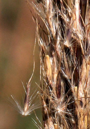 image of Erianthus contortus, Bent-awn Plumegrass