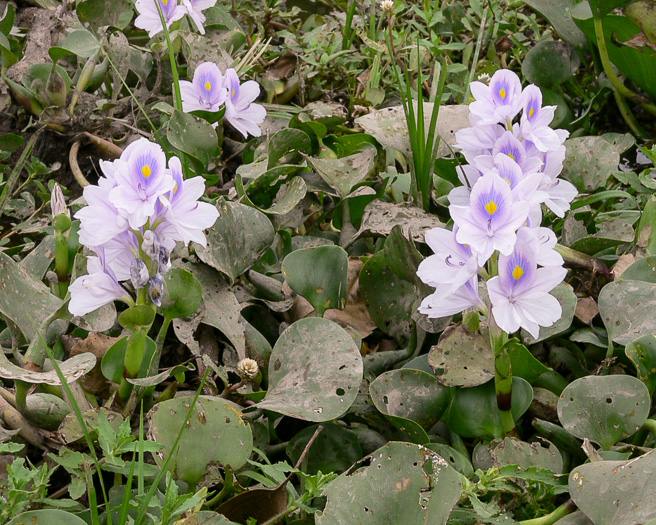 Piaropus crassipes, Common Water-hyacinth
