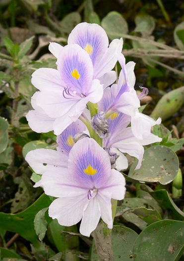 Oshuna crassipes, Water-hyacinth