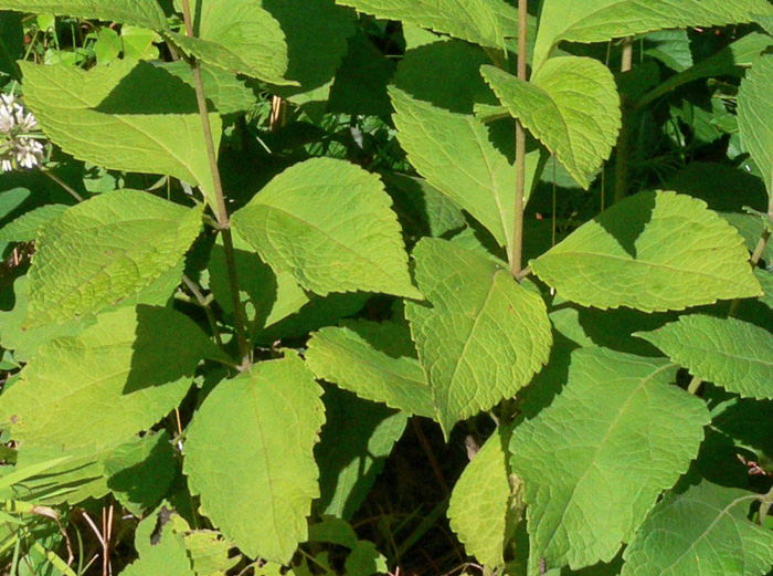 image of Eutrochium purpureum var. carolinianum, Carolina Joe-Pye-weed, Downy Sweet Joe-Pye-weed