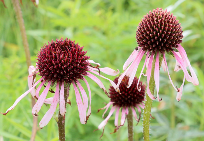 Echinacea pallida, Pale Purple Coneflower