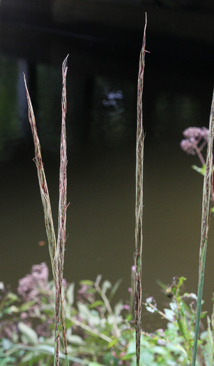 panicle