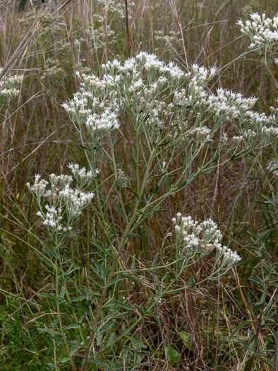 Eupatorium mohrii, Mohr's Eupatorium, Mohr's Thoroughwort