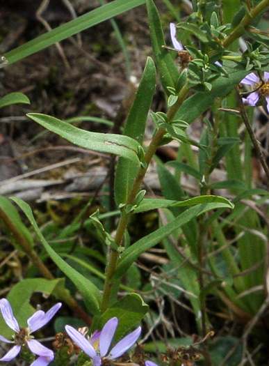 leaf or frond of Eurybia compacta, Slender Aster
