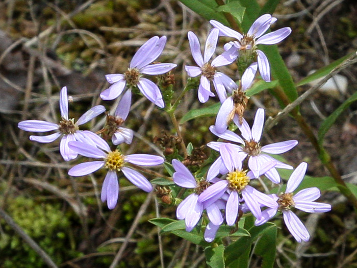 Eurybia compacta, Slender Aster