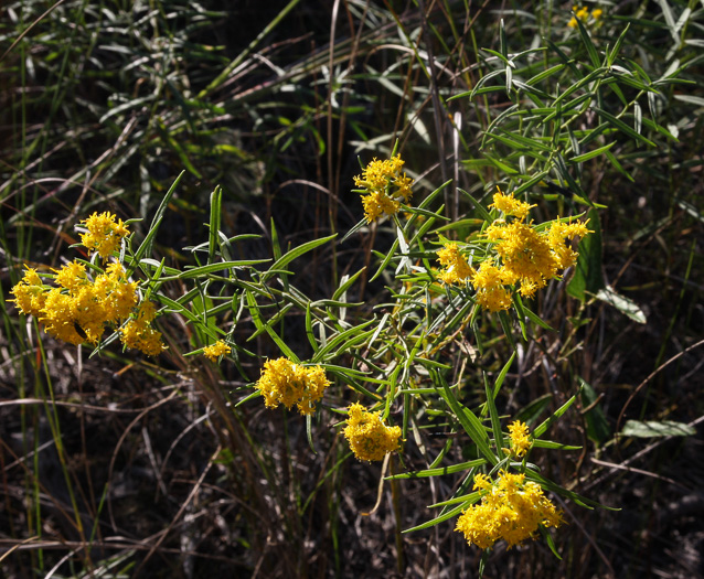 image of Euthamia weakleyi, Marsh Flattop Goldenrod