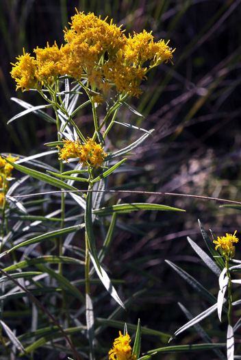 Euthamia weakleyi, Marsh Flattop Goldenrod