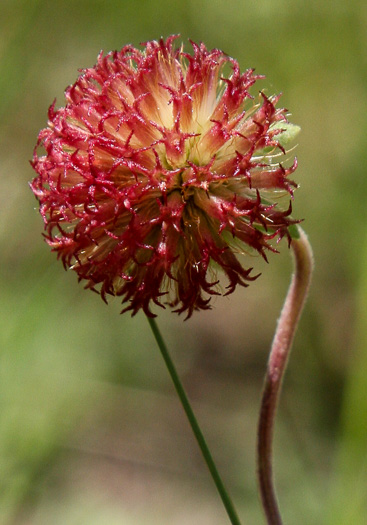 Gaillardia aestivalis var. aestivalis, Sandhill Gaillardia, Rayless Blanketflower, Lanceleaf Blanketflower, Prairie Gaillardia