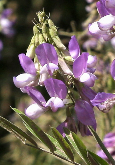 image of Galega officinalis, Professor-weed, Goat's Rue