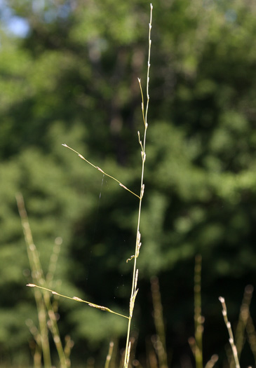 Glyceria septentrionalis, Eastern Mannagrass, Floating Mannagrass