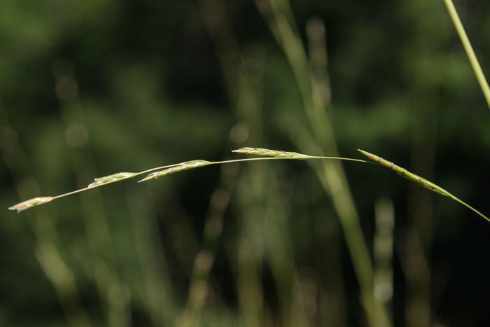 spikelet