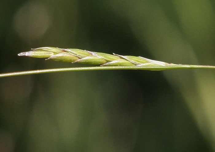 image of Glyceria septentrionalis, Eastern Mannagrass, Floating Mannagrass