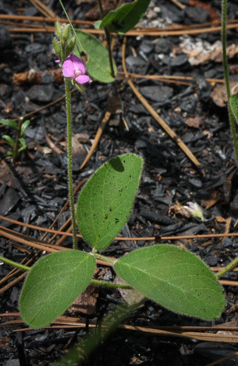 Galactia mollis, Soft Milkpea, Soft Sandhill Milkpea