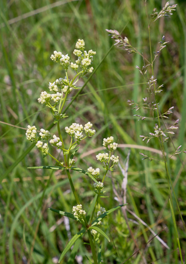 image of Galium boreale, Northern Bedstraw