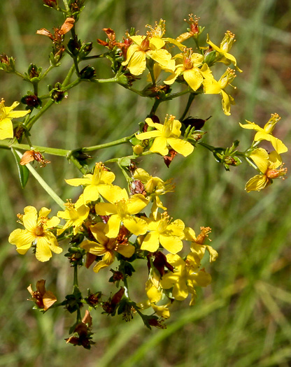 Hypericum cistifolium, Roundpod St. Johnswort