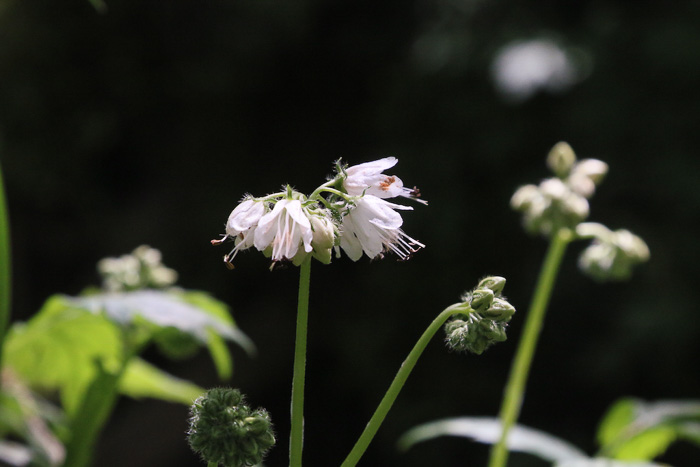 Hydrophyllum virginianum, Virginia Waterleaf, Eastern Waterfleaf