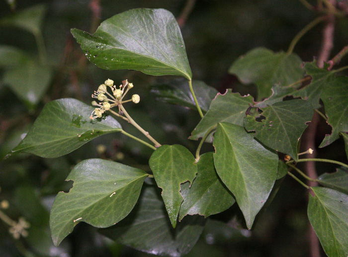 image of Hedera helix var. helix, English Ivy, Common Ivy