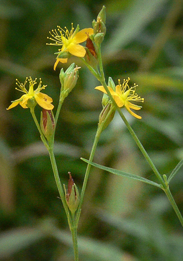 Hypericum canadense, Canada St. Johnswort