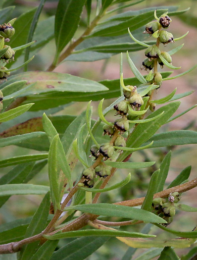 Iva frutescens var. frutescens, Southern Maritime Marsh-elder, Southern Bigleaf Marsh-elder